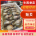 【精选好货】优质贻贝大量有货品质保证量大从优
