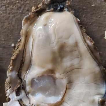 【热卖】精品生蚝乳山生蚝规格全代发全国品质保障欢迎
