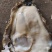 【热卖】精品生蚝乳山生蚝规格全代发全国品质保障欢迎