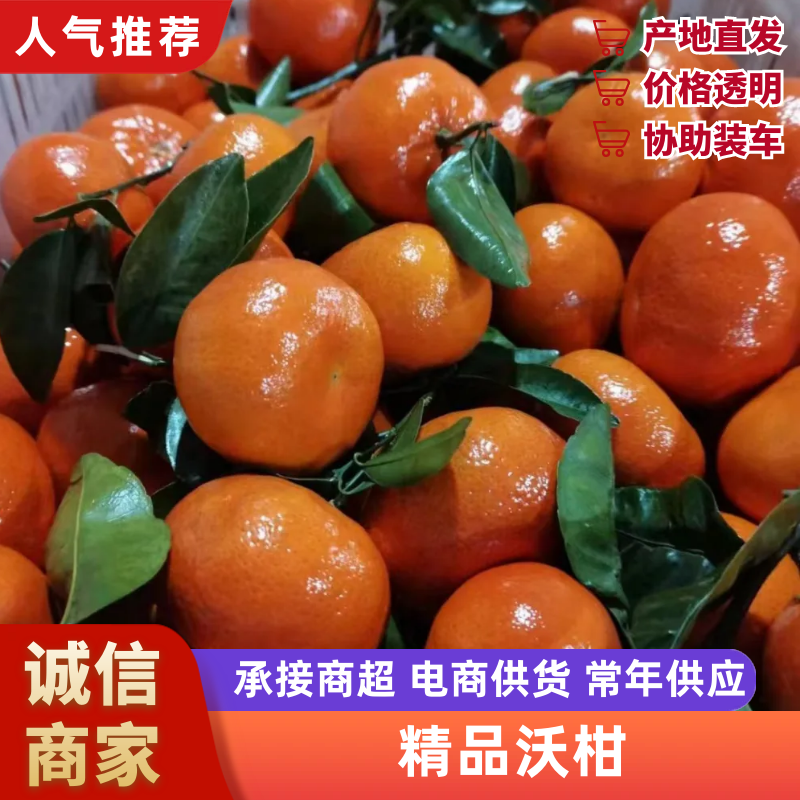 云南大理宾川金品沃柑，鲜甜可口，欢迎全国采购商致电