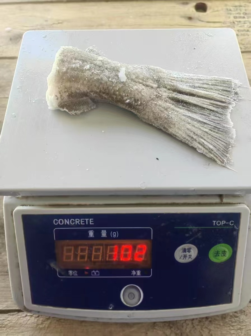 鲽鱼尾大量供应规格齐全保质保量欢迎电话联系