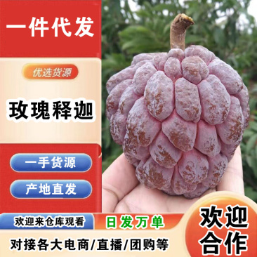 海南玫瑰释迦一件代发产地直发一手货源对接各大电商平台