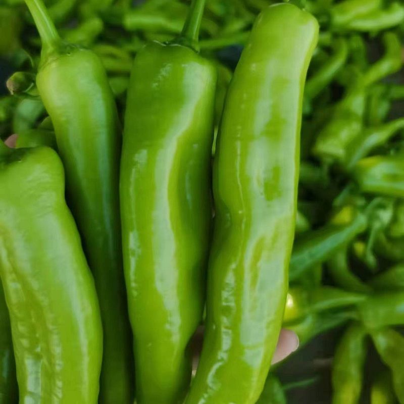 山东潍坊青州尖椒大量上市价格优惠保质保量欢迎咨询采购