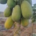 雷州木瓜电商平台一件代发