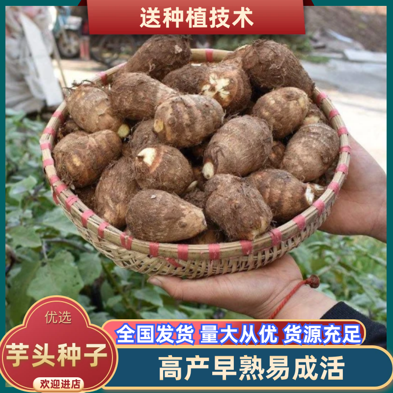 芋头种8520脱毒高产提供种植技术保证质量全国发货