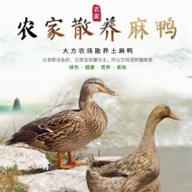 麻鸭苗广西大种麻鸭苗品种纯正孵化场直销诚信经营欢迎来电咨