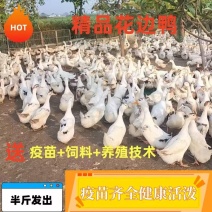 花边鸭苗大种鸭苗厂家直销防疫齐全耐粗粮抗病力强全国发货