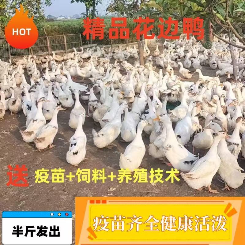 花边鸭苗大种鸭苗厂家直销防疫齐全耐粗粮抗病力强全国发货