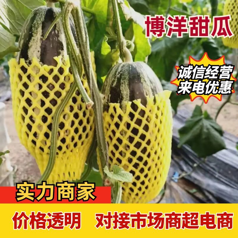 山东潍坊博洋甜瓜产地直供电商市场货，超市