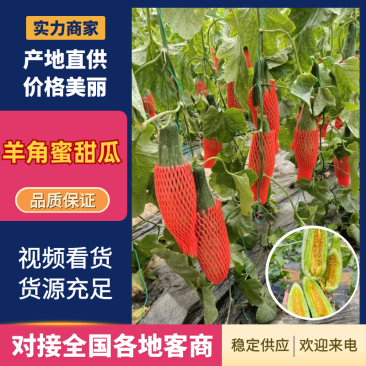 【甜瓜】山东羊角蜜大量供应基地直发皮薄多汁
