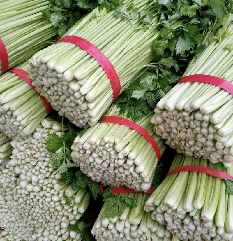 【推荐】中小颗，可做脱水芹菜，