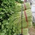 【推荐】中小颗，可做脱水芹菜，