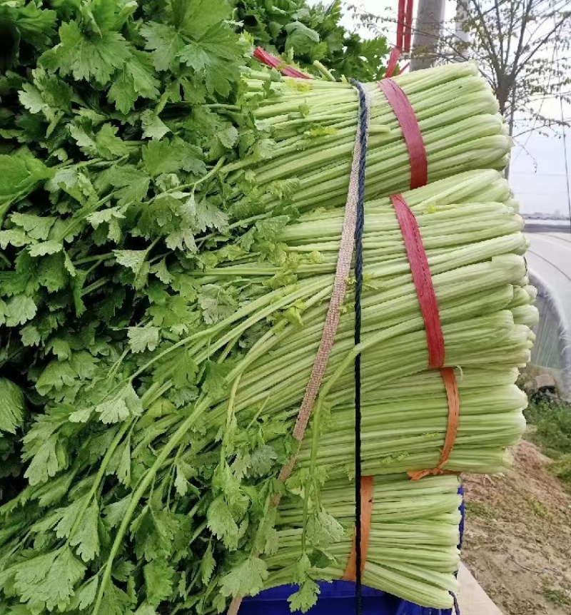 【推荐】中小颗，可做脱水芹菜，