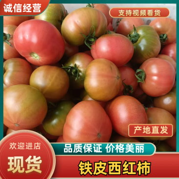 铁皮西红柿基地直供，量大从优，规格齐全，可视频看货发全国