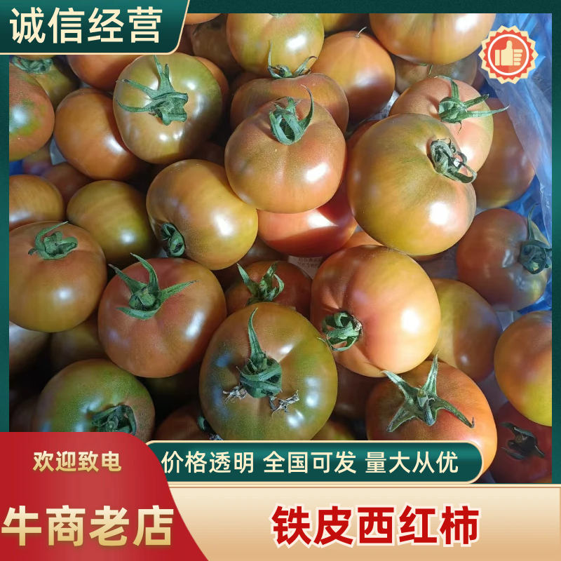 碱地水果西红柿天津铁皮西红柿，品质保证，量大从优欢迎电联