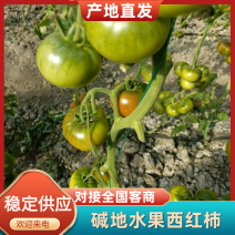 碱地水果西红柿天津铁皮西红柿，品质保证，量大从优欢迎电联