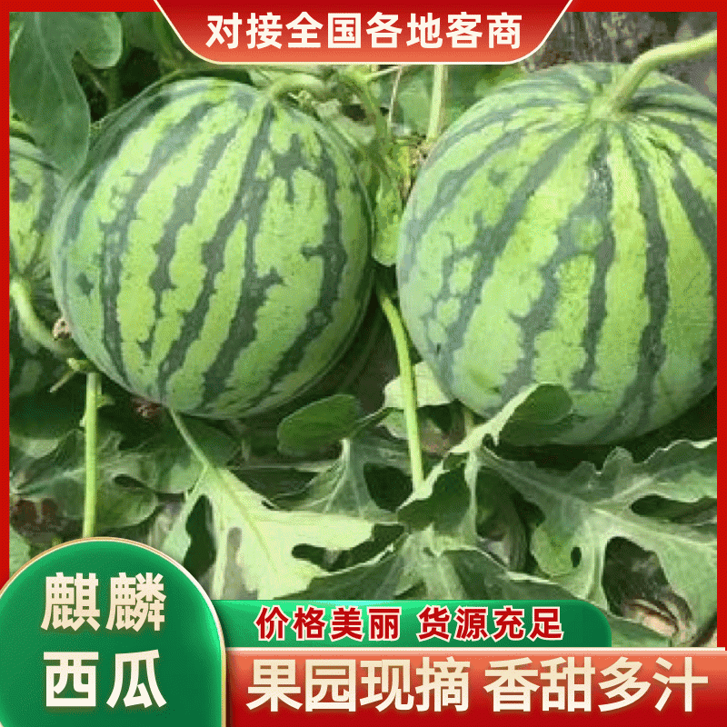 店长优选（麒麟西瓜）皮薄肉红，糖度高，视频看货，欢迎选购