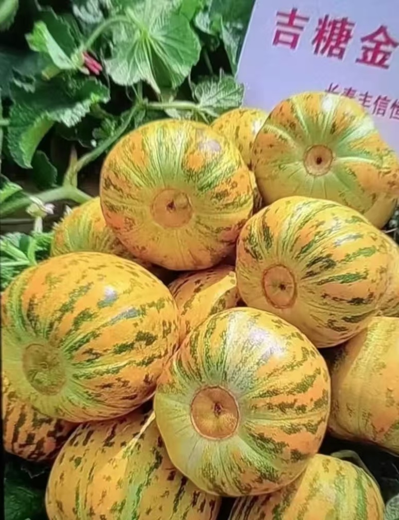 山东甜瓜，吉糖金兰甜瓜，大量上市，欢迎各大批发老板联系