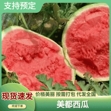 【麒麟美都西瓜】糖度高，硬度好耐运输，视频看货，欢迎订购
