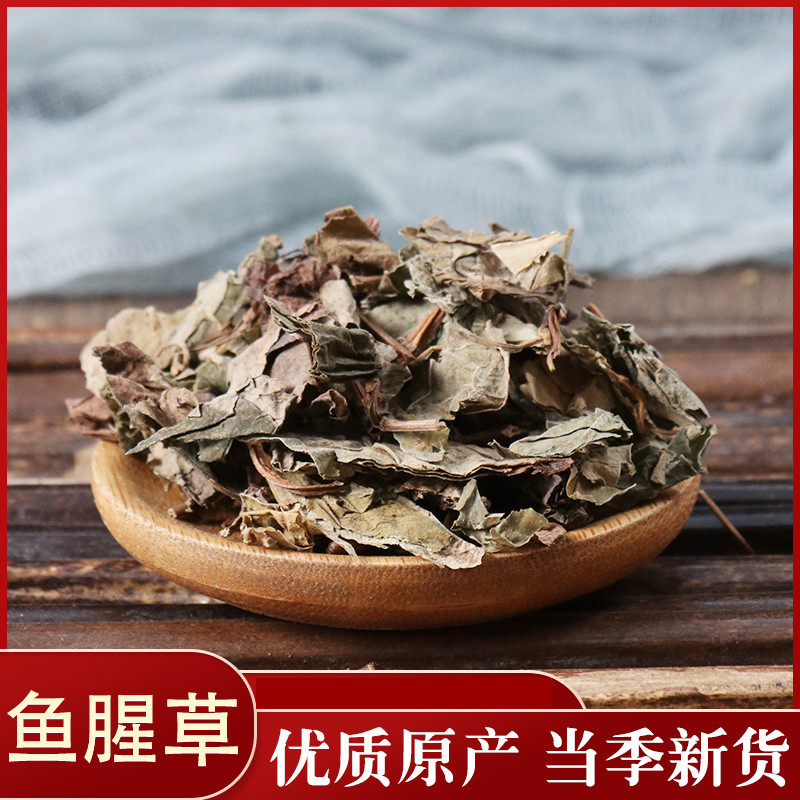 药用鱼腥草鱼腥草草药