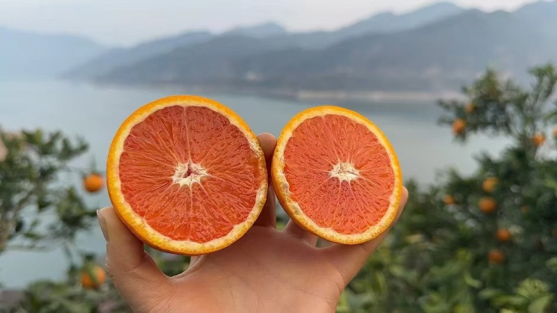 【实力推荐】中华红血橙可视频看货果肉鲜红现采现发产地直发