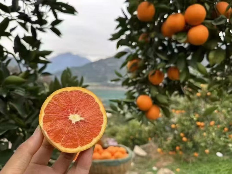 【实力推荐】中华红血橙可视频看货果肉鲜红现采现发产地直发