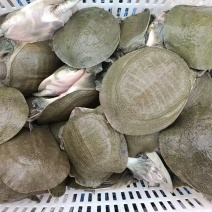 【精品甲鱼】湖南基地直供质量保证一手货源全国发货