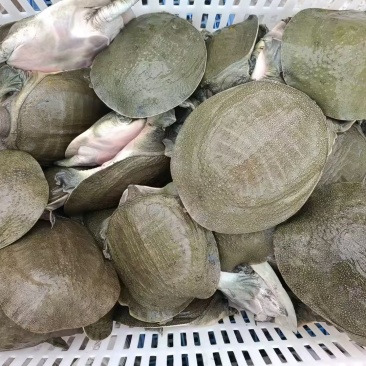 【精品甲鱼】湖南基地直供质量保证一手货源全国发货