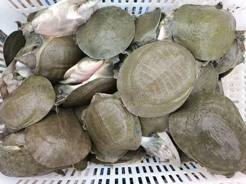 【精品甲鱼】湖南基地直供质量保证一手货源全国发货