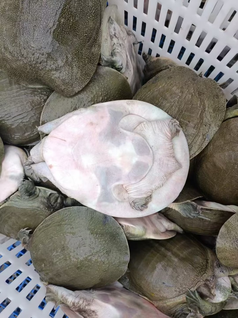 【精品甲鱼】湖南基地直供质量保证一手货源全国发货