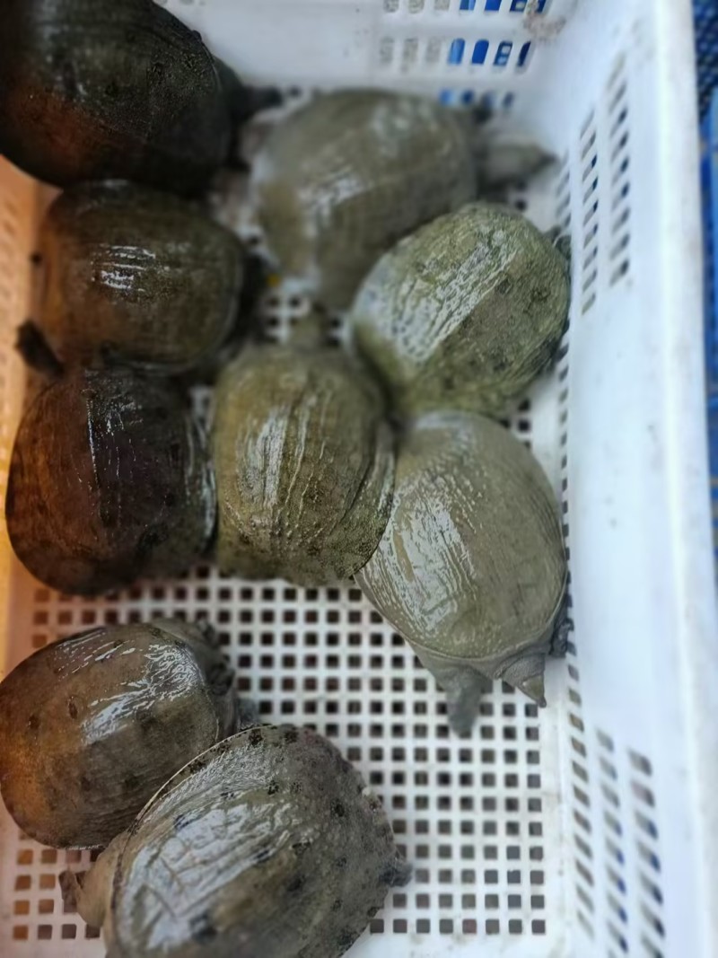 【精品甲鱼】湖南基地直供质量保证一手货源全国发货