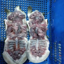 【冻甲鱼】湖南厂家直发质量保证规格齐全量大价优欢迎订购