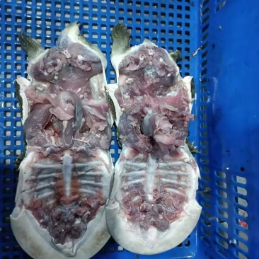 【冻甲鱼】湖南厂家直发质量保证规格齐全量大价优欢迎订购