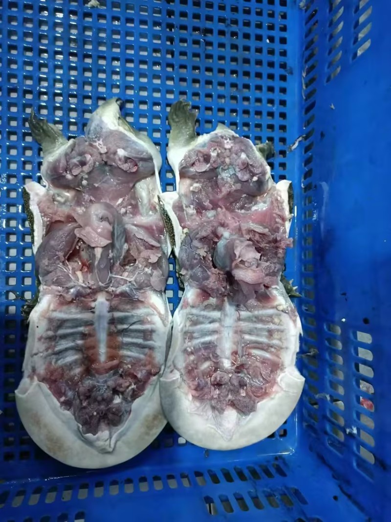 【冻甲鱼】湖南厂家直发质量保证规格齐全量大价优欢迎订购