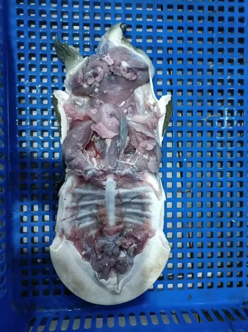 【冻甲鱼】湖南厂家直发质量保证规格齐全量大价优欢迎订购
