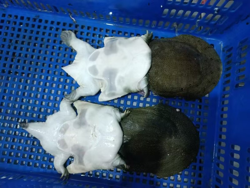 【冻甲鱼】湖南厂家直发质量保证规格齐全量大价优欢迎订购