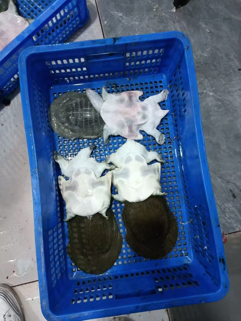 【冻甲鱼】湖南厂家直发质量保证规格齐全量大价优欢迎订购