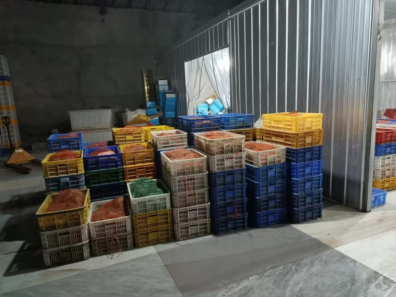 【冻甲鱼】湖南厂家直发质量保证规格齐全量大价优欢迎订购