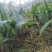 药材种苗毛慈菇苗慈姑苗根系发达成活率高价格实惠