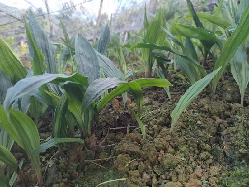 药材种苗毛慈菇苗慈姑苗根系发达成活率高价格实惠