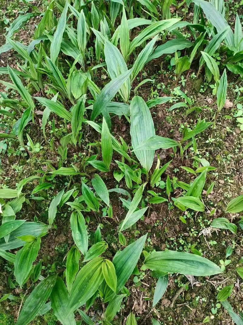 药材种苗毛慈菇苗慈姑苗根系发达成活率高价格实惠