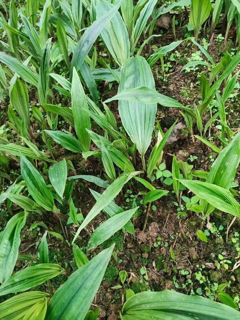 药材种苗毛慈菇苗慈姑苗根系发达成活率高价格实惠
