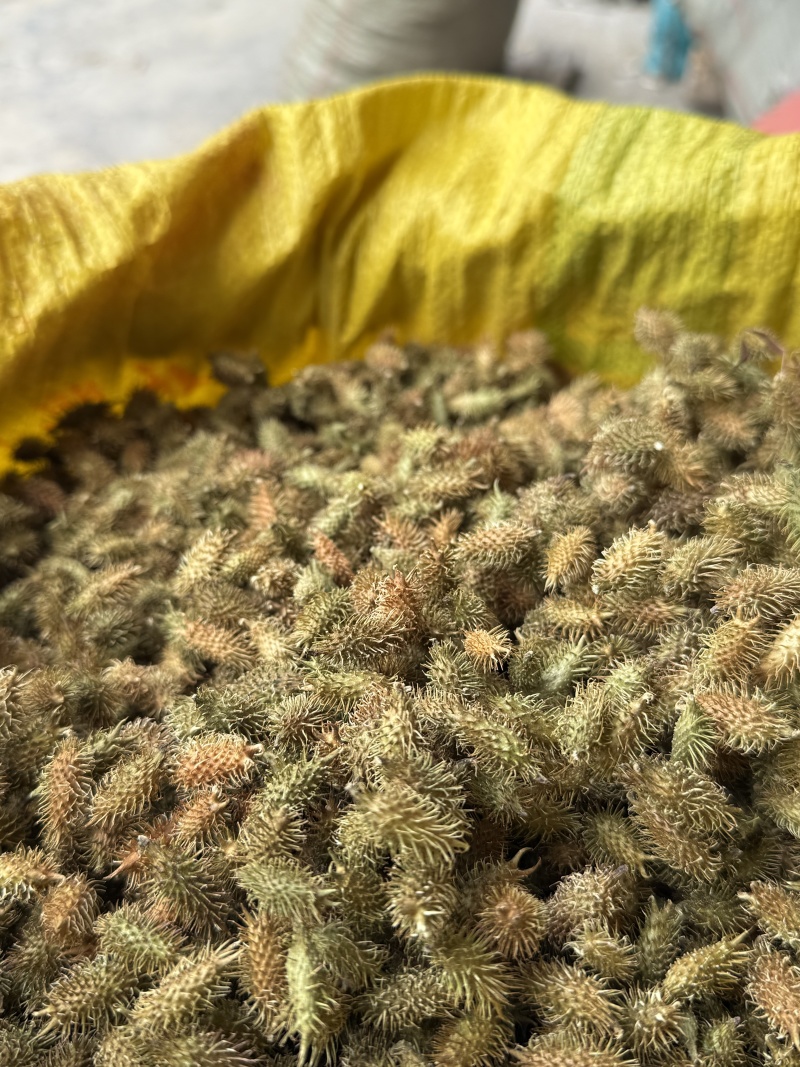 精品苍耳子，产地直发，价格可谈，保质保量，欢迎来电