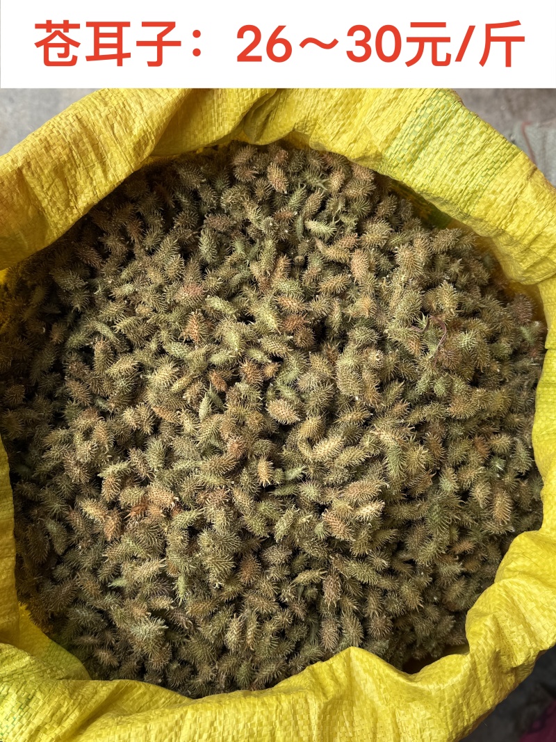 精品苍耳子，产地直发，价格可谈，保质保量，欢迎来电