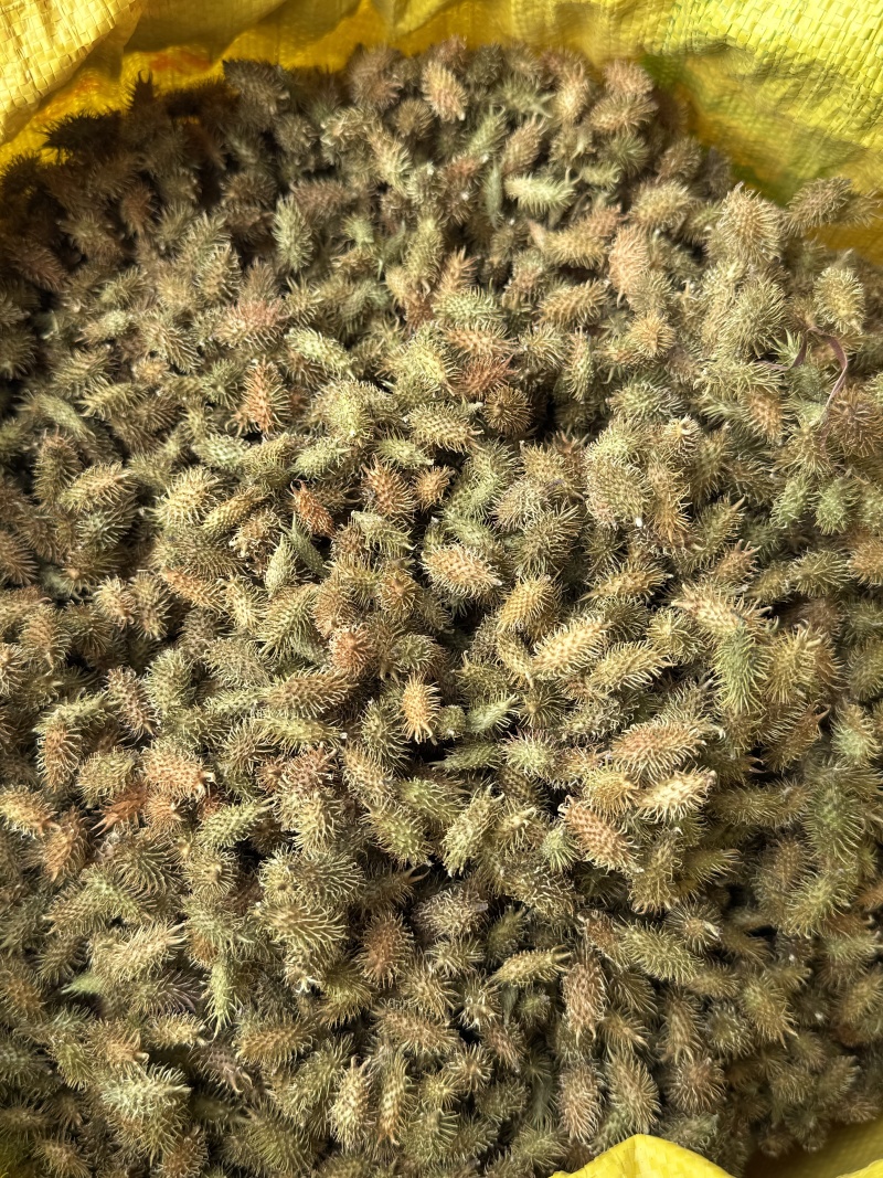 精品苍耳子，产地直发，价格可谈，保质保量，欢迎来电