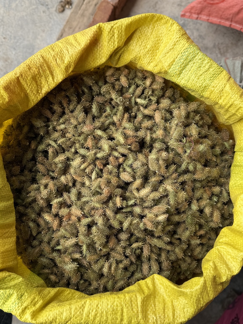 精品苍耳子，产地直发，价格可谈，保质保量，欢迎来电