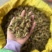 精品苍耳子，产地直发，价格可谈，保质保量，欢迎来电