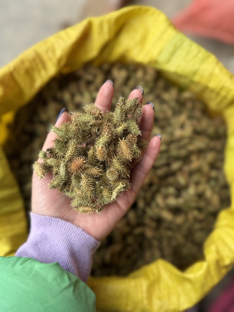 精品苍耳子，产地直发，价格可谈，保质保量，欢迎来电