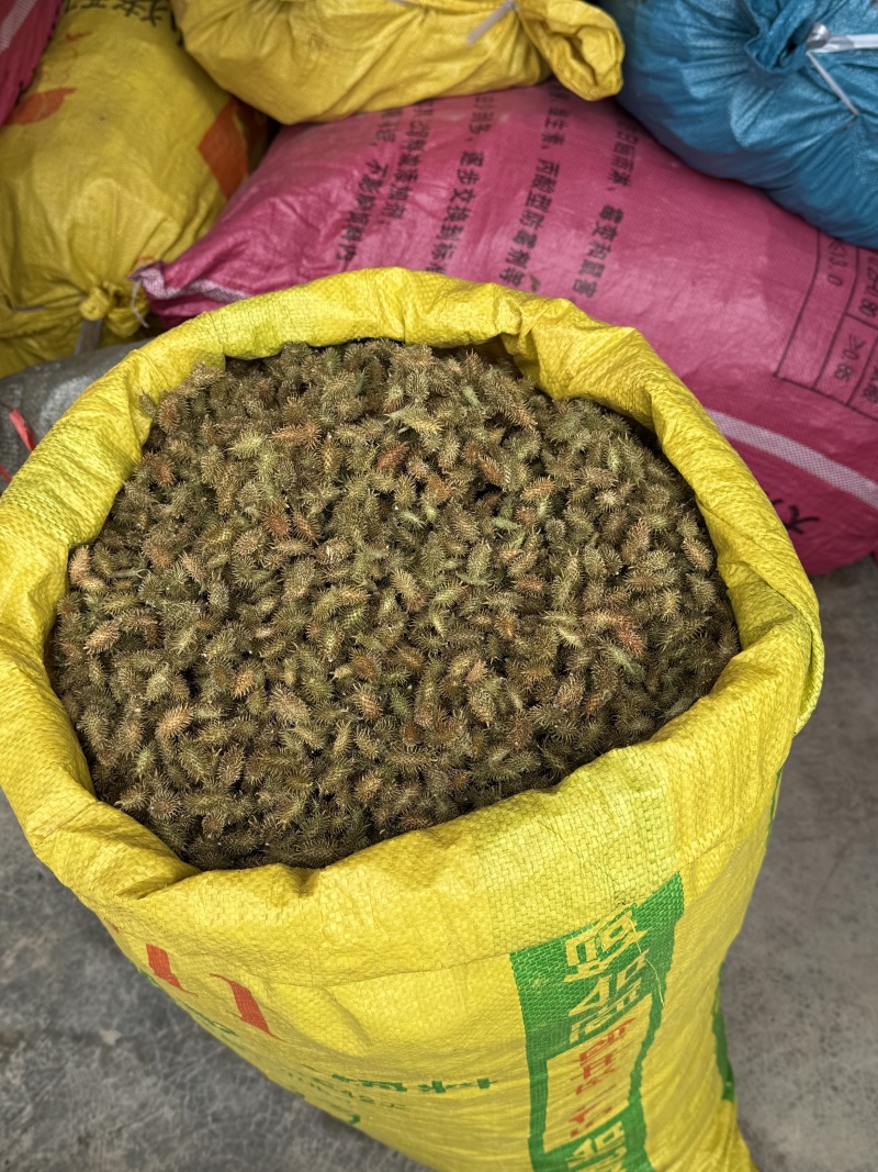精品苍耳子，产地直发，价格可谈，保质保量，欢迎来电