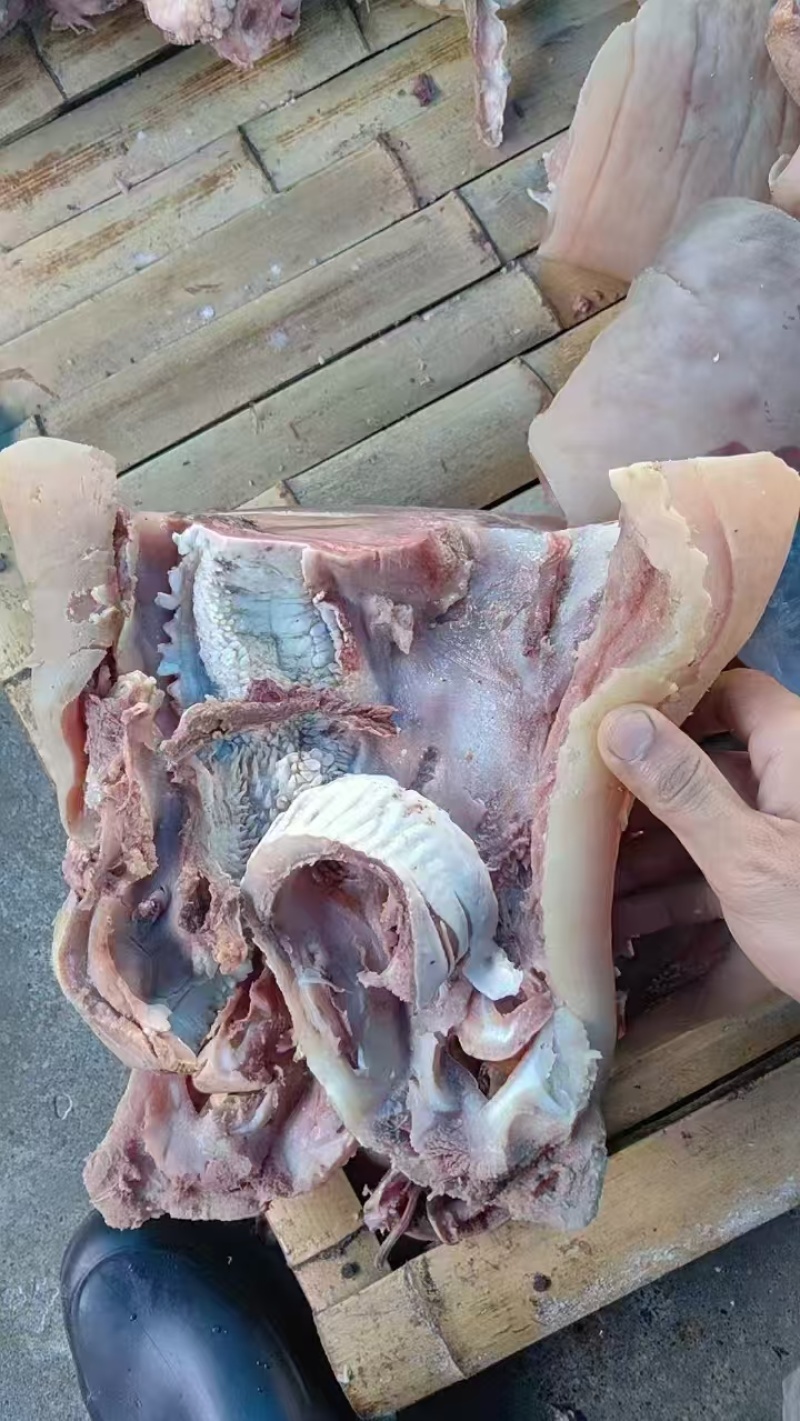 全熟牛头肉，精修去油去淋巴，现煮现发，一件也是批发价